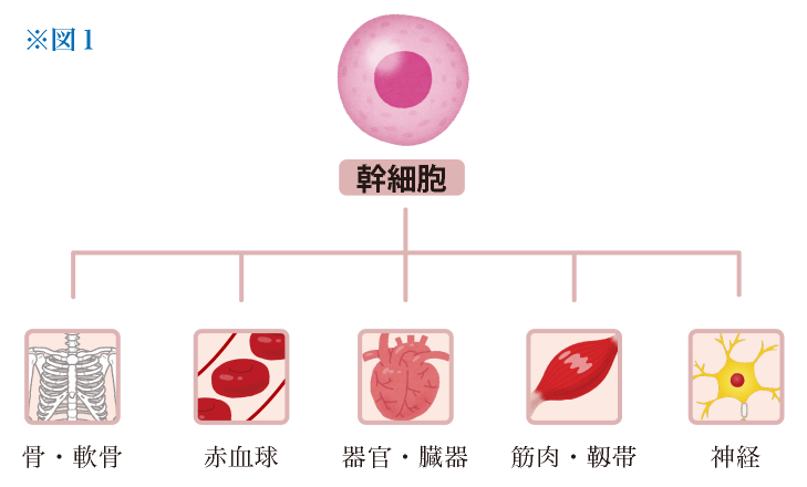 幹細胞説明図