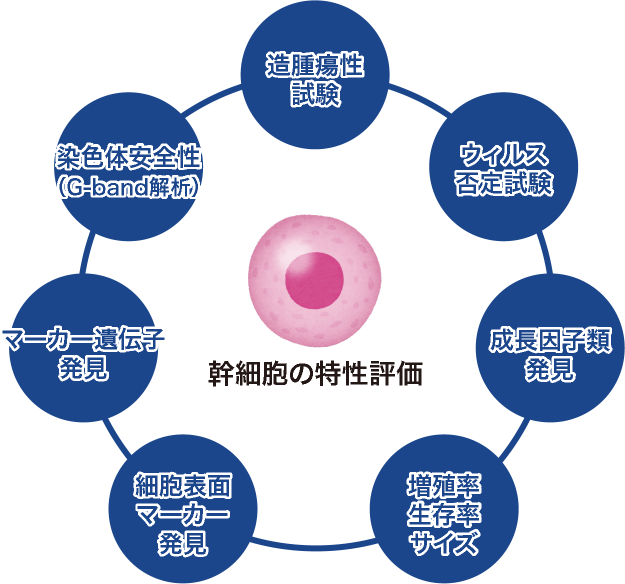 幹細胞の特性評価図