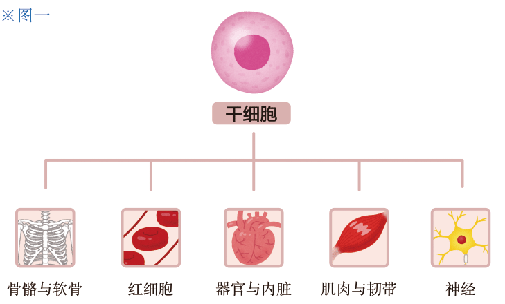 干细胞