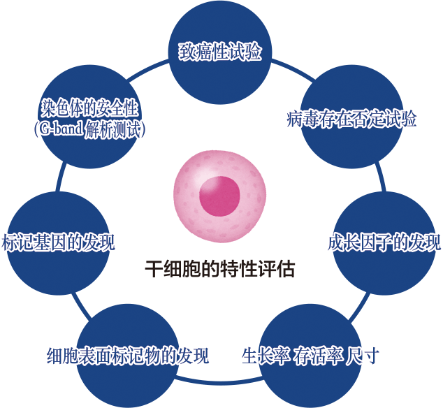 幹細胞の特性評価図