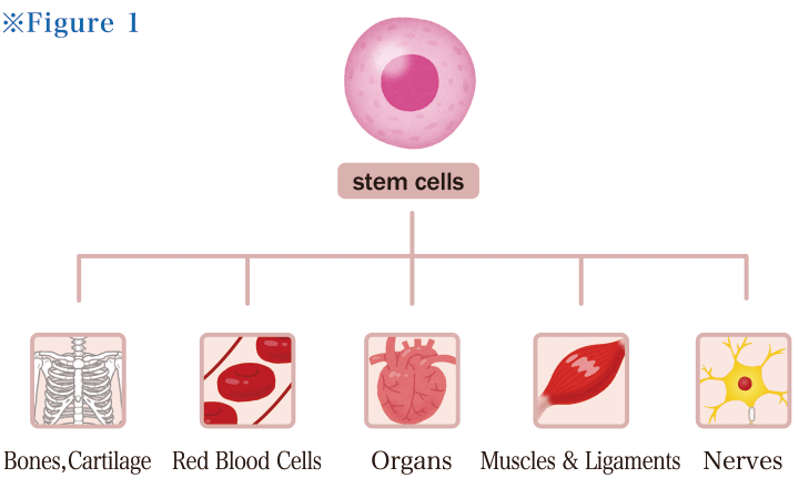 stem cells