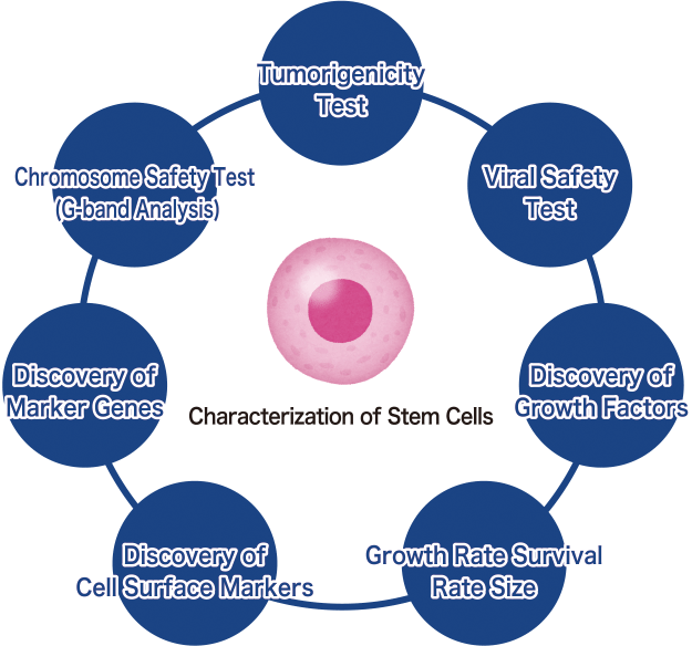 stem cells